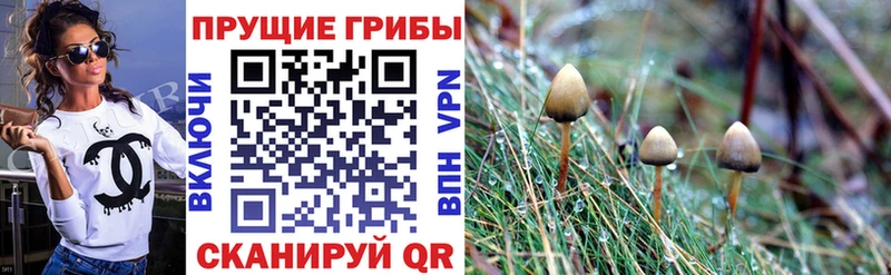 Псилоцибиновые грибы мицелий  где продают   Каменск-Шахтинский 